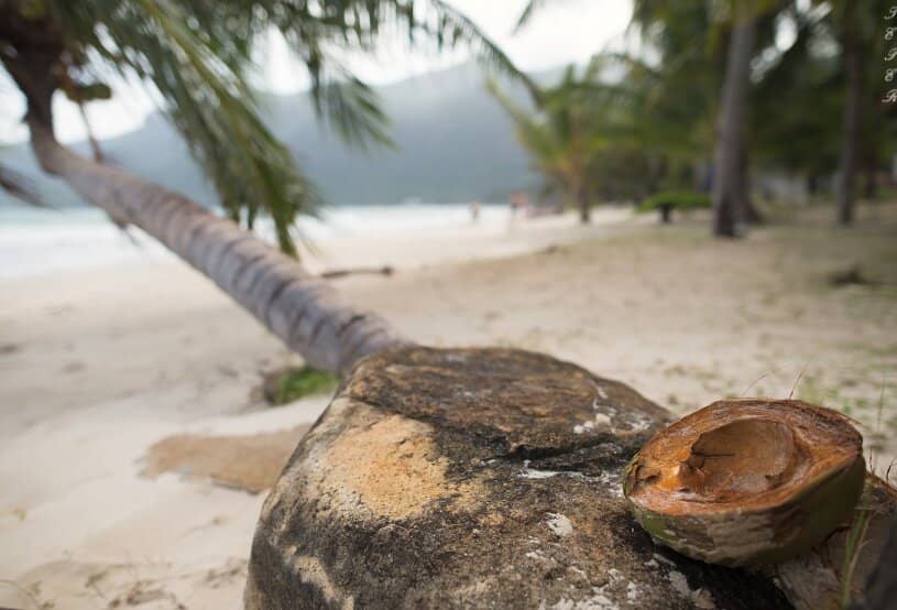 Snorkeling and Diving