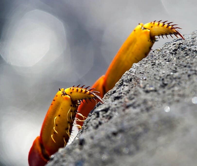 Marine Iguana Colonies