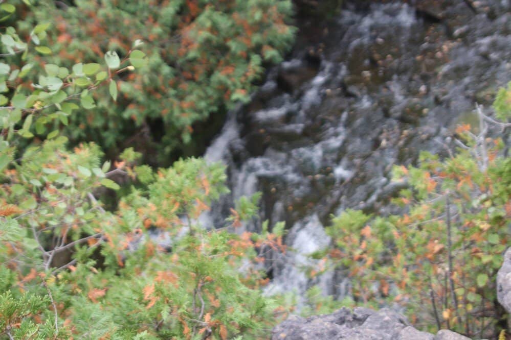 Scenic Forest Trails