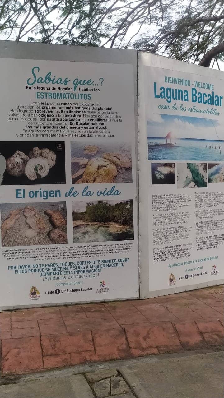 Living Stromatolites