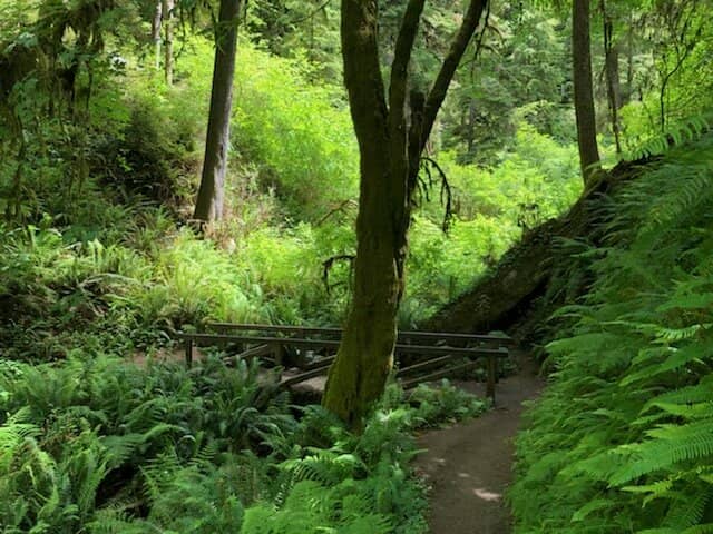 The Boardwalk Path