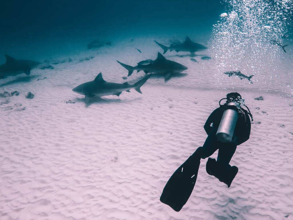 Bull Shark Dives
