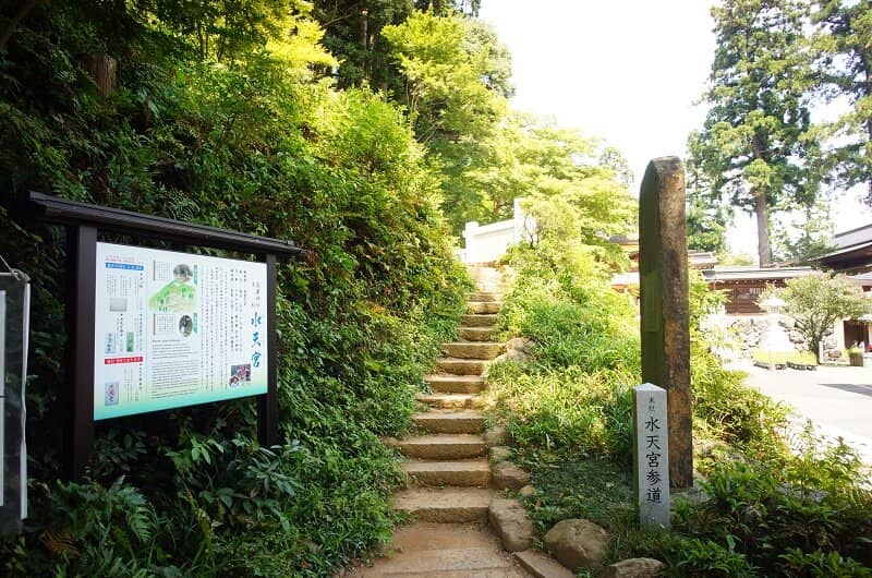 Scenic Forest Setting