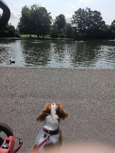 Woodland Exploration