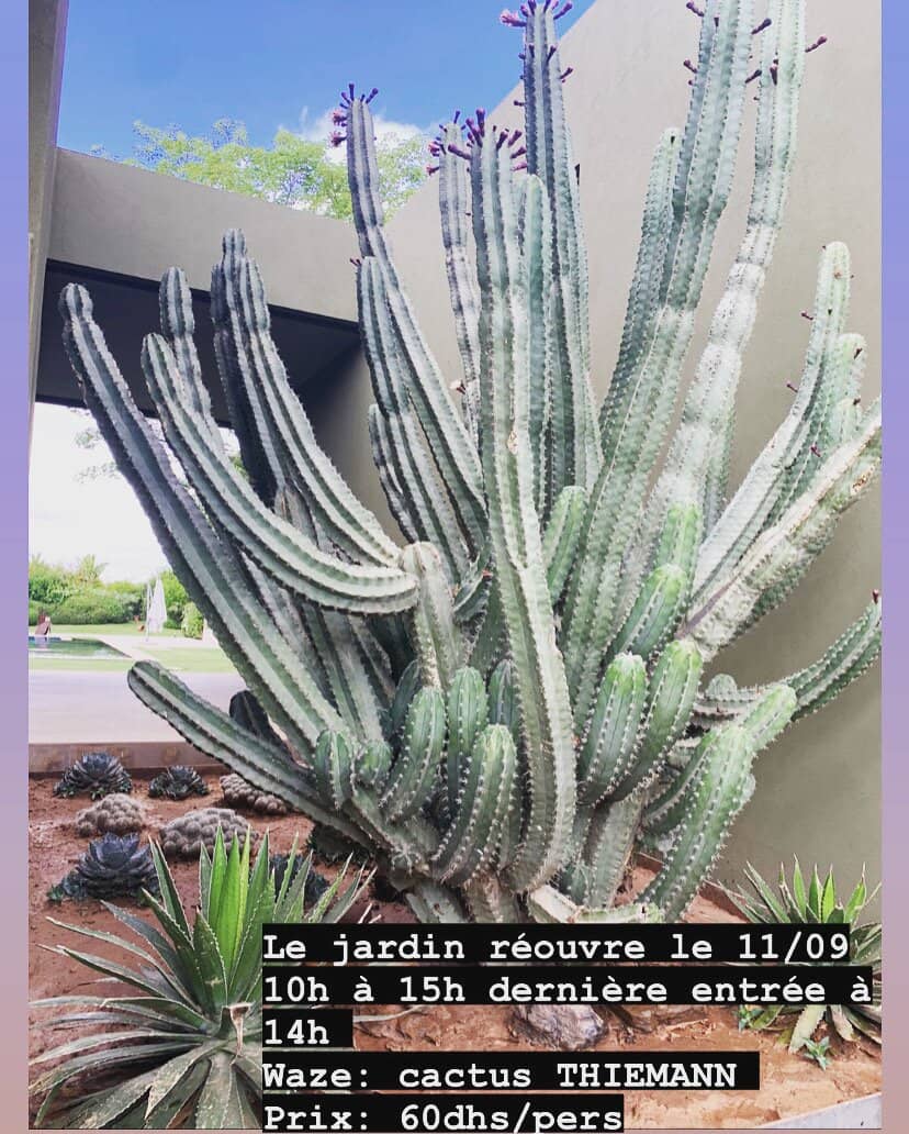 Vast Cactus Collection