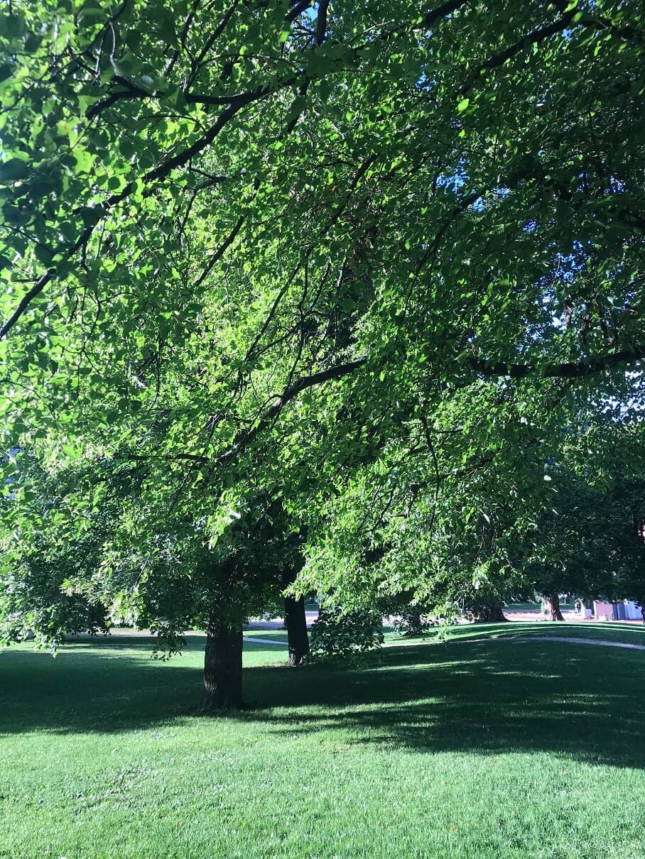 Lush Green Park