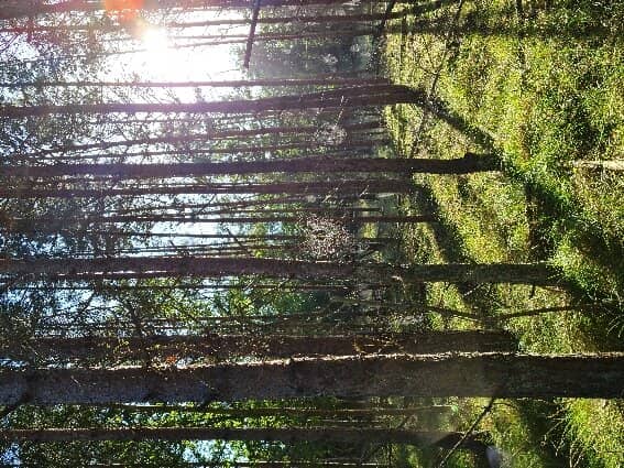 Bird Migration Spectacle