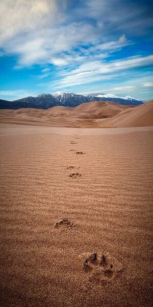 Sangre de Cristo Mountains Backdrop
