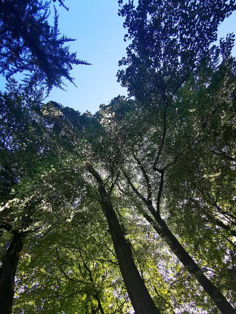 Highland Cow Encounters