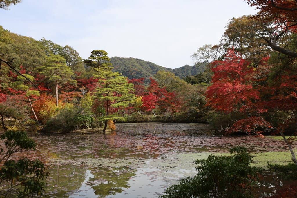 Autumn Foliage
