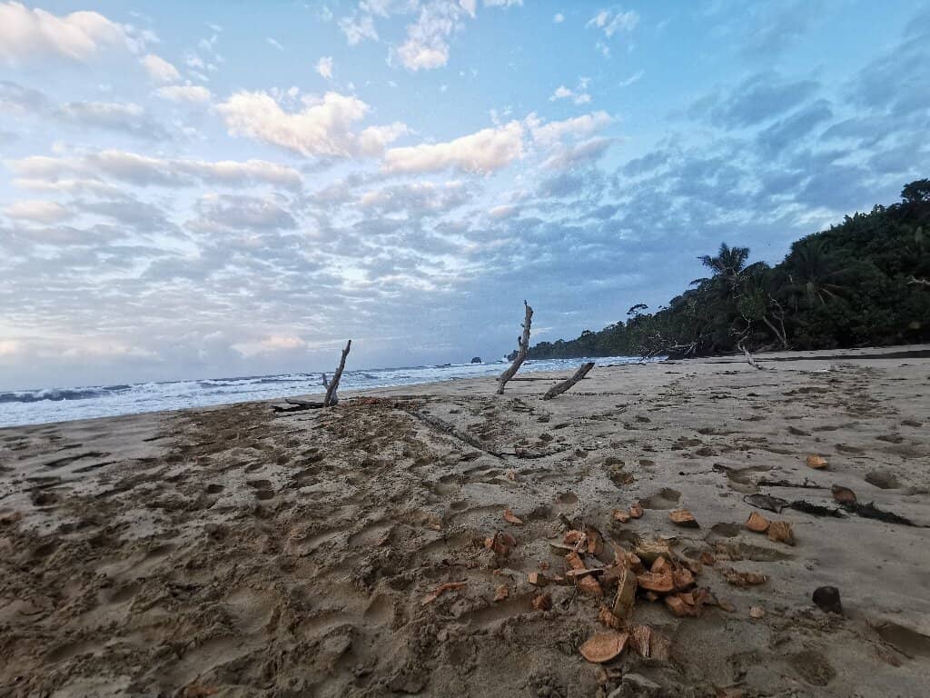 The Jungle Path