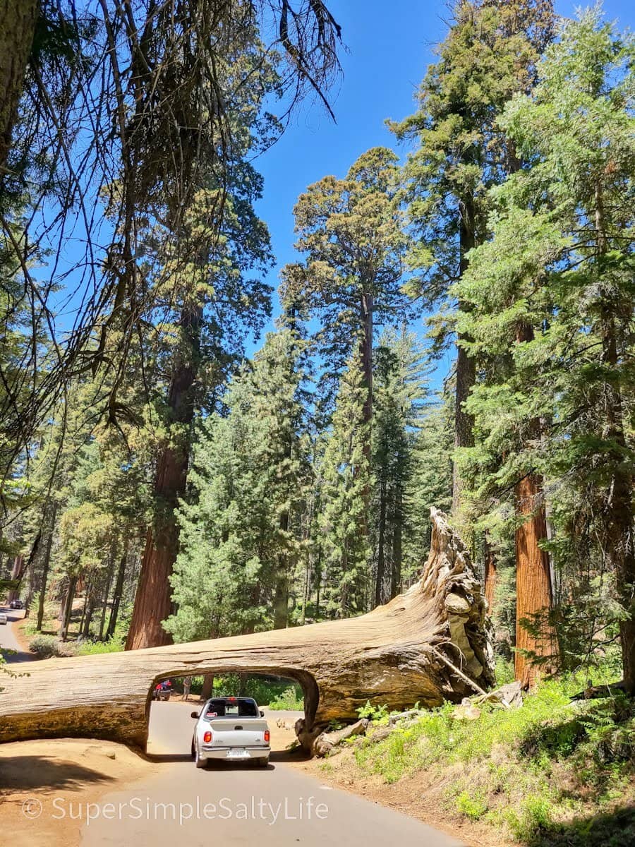 General Sherman Tree