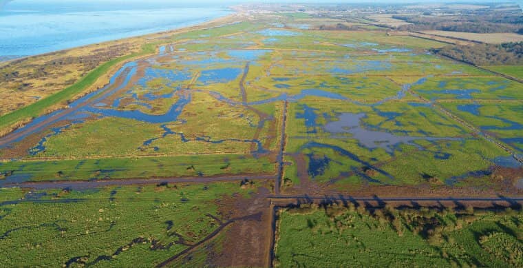 Tamworth Pigs & Exmoor Ponies