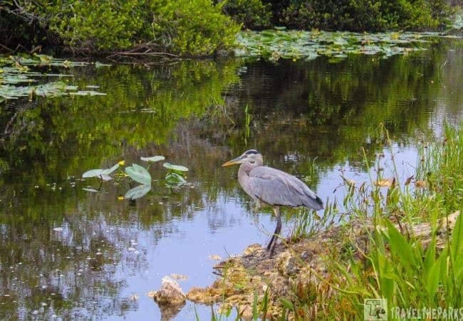 Loop Road Wildlife Drive