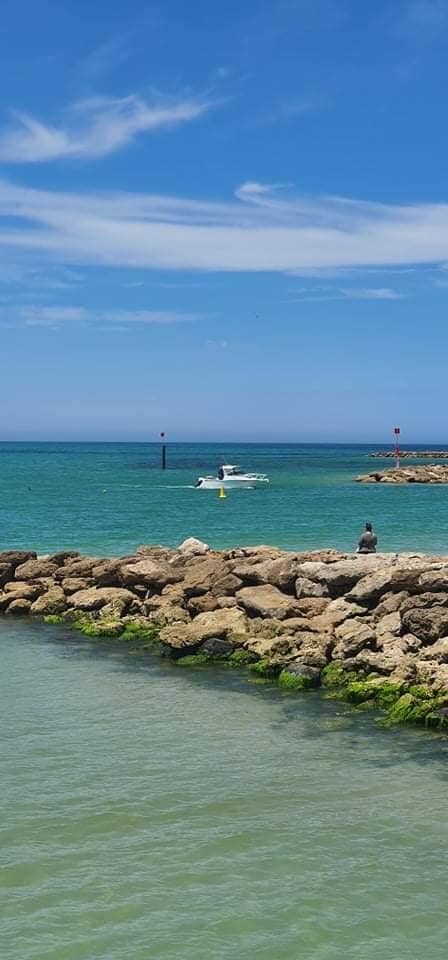 Dolphin Spotting