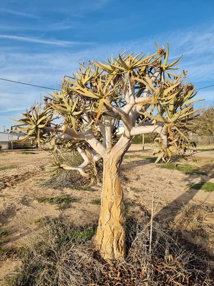 The Surrounding Gardens