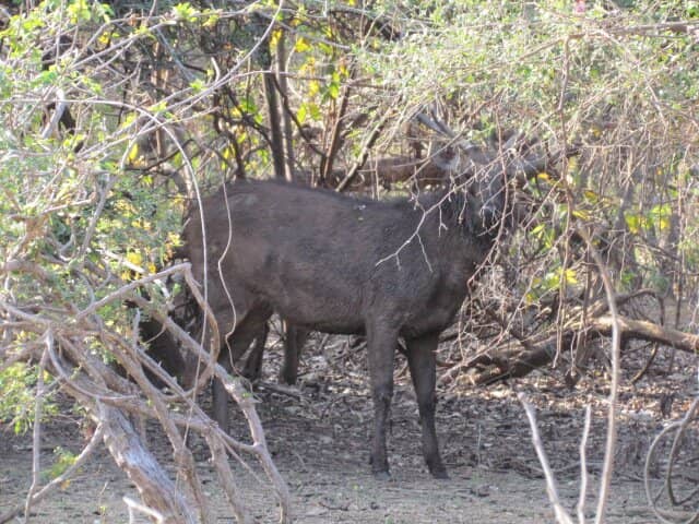 Diverse Wildlife Spotting