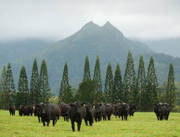 Waterfall Hike & Swim