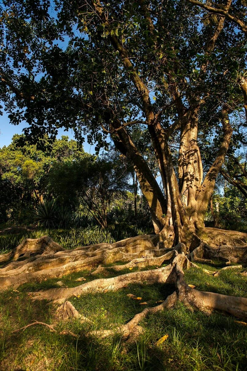 The Gardens