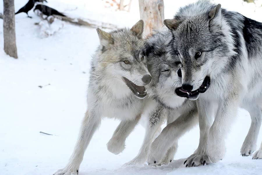 Grizzly Bear Habitats