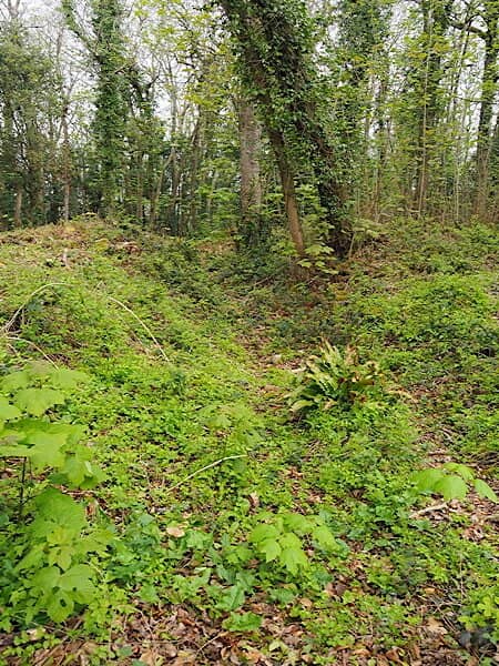 Worlebury Woods