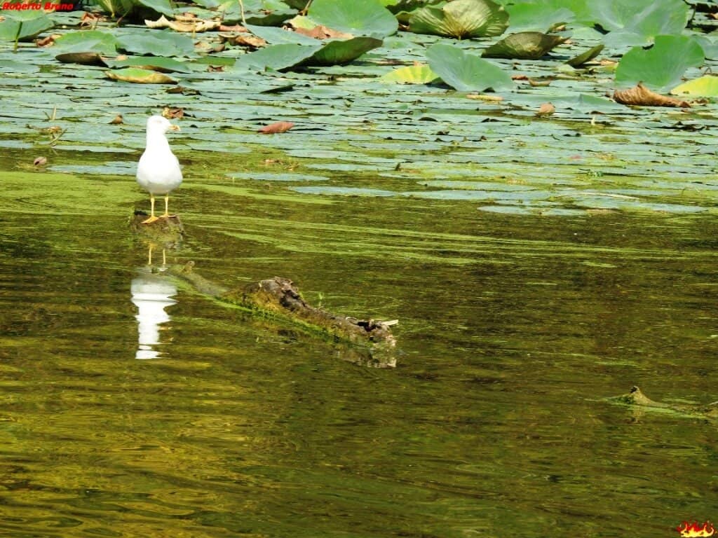 Boat Trips on the Mincio