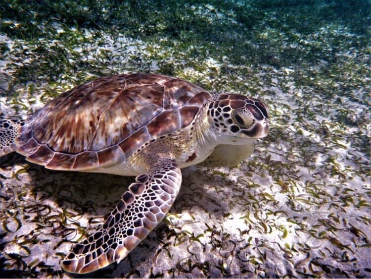 Beachfront Relaxation