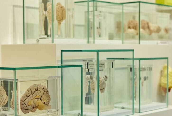 Animal Kingdom Connection