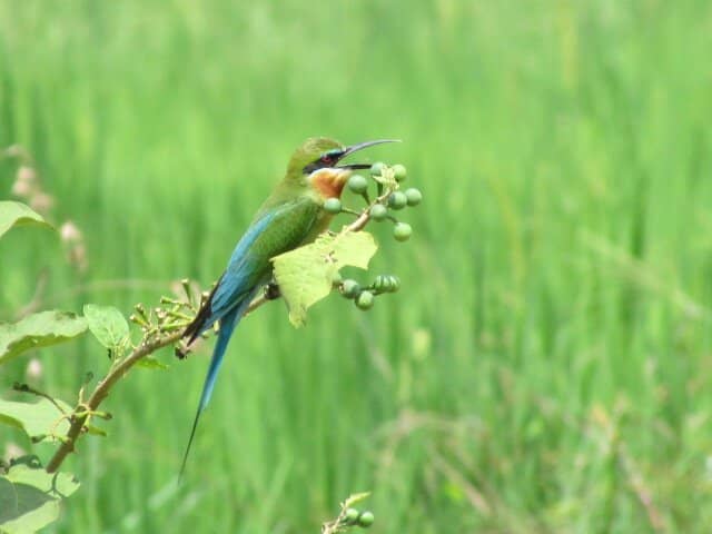 Ancient Ganesha Temple