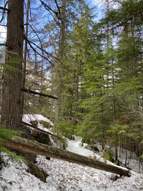 Sperry Glacier Hike