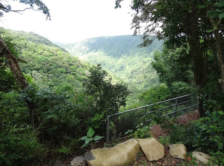 Hammock Garden with Wildlife
