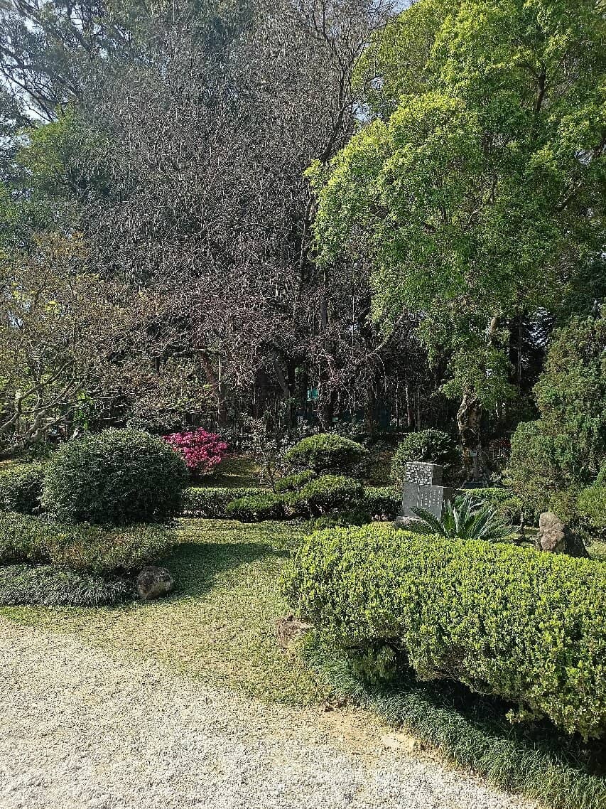 Koi Pond Serenity