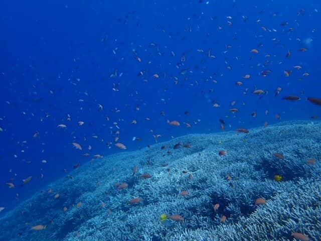 Beautiful Dive Sites