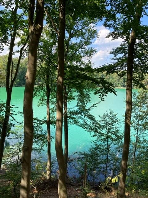 Forest Hiking Trails