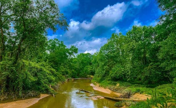 Natural Ecosystems
