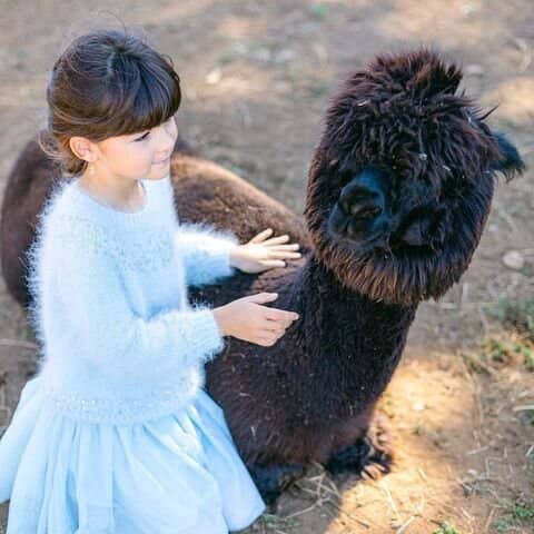 Angora Bunny Cuddles