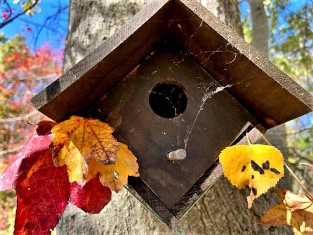 Chippewa River Views