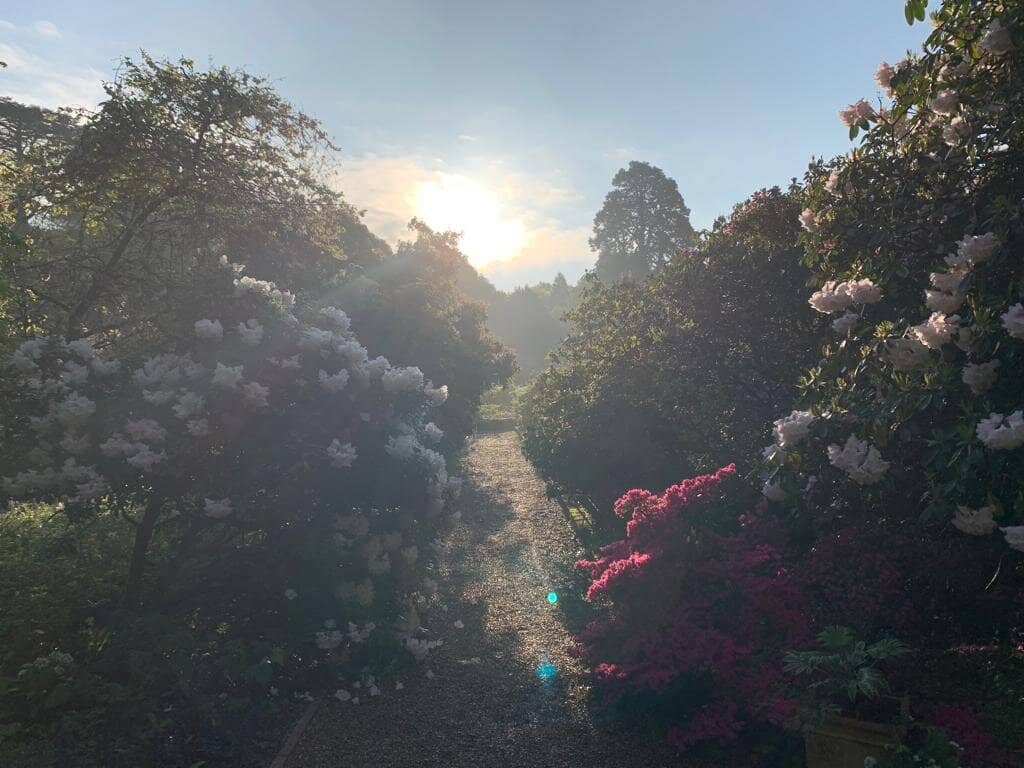 Rhododendron and Azalea Displays