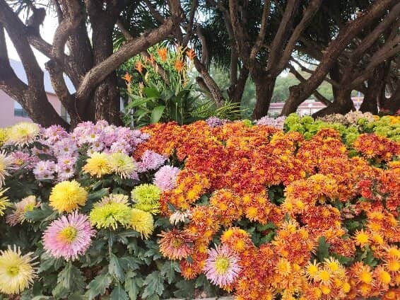 Arboretum & Bonsai Garden