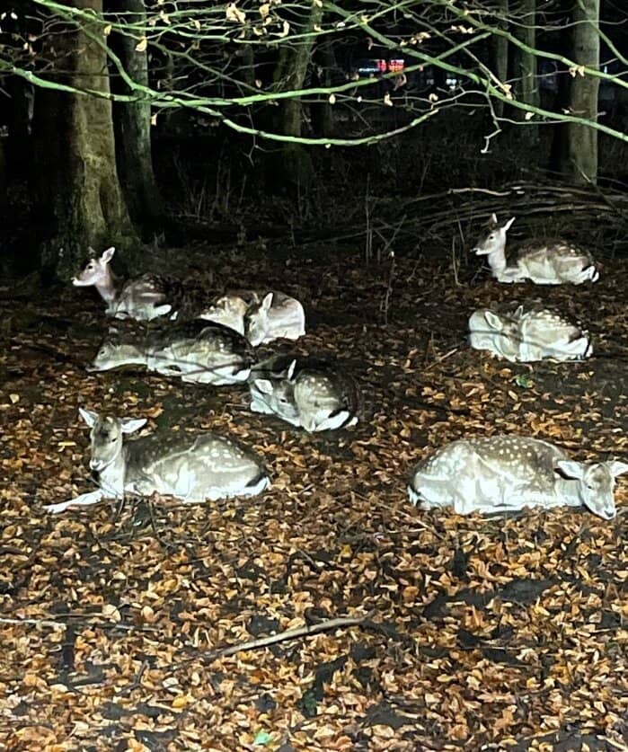 Wildlife Encounters
