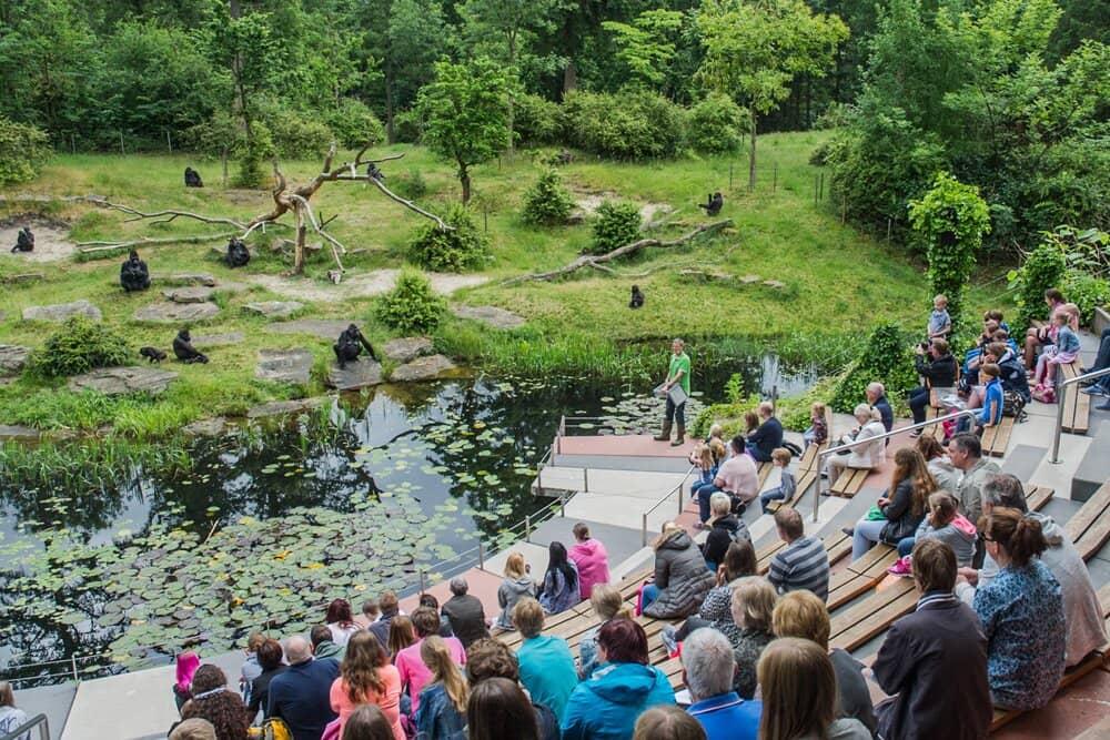 Gorilla Feeding Presentation