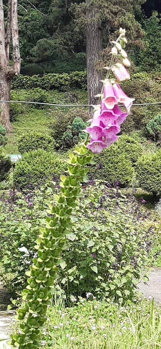 Succulent Collection