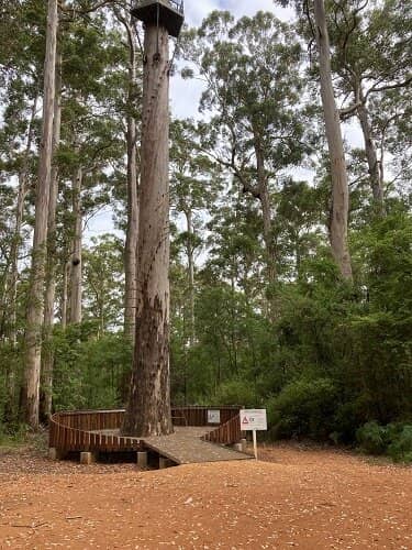 Panoramic Forest Views