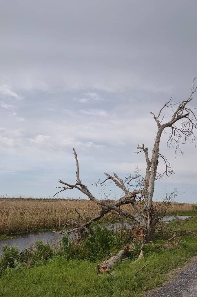 Alligator Encounters