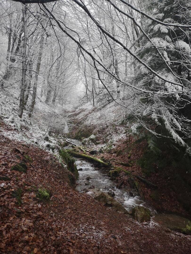 Dog-Friendly Exploration