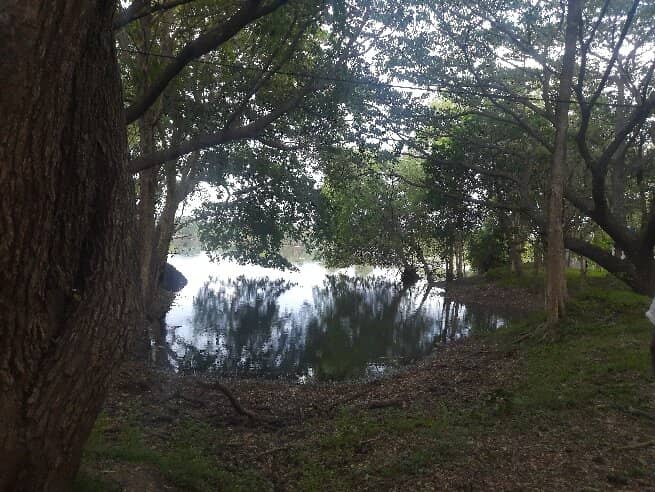 Serene Arboretum