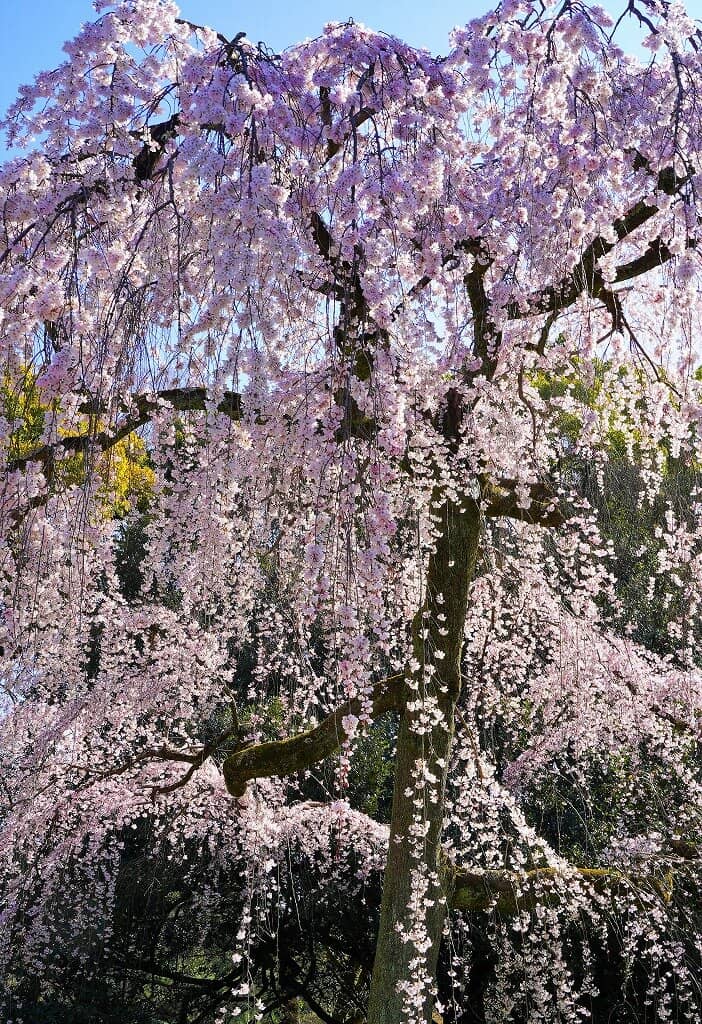 Tranquil Ponds and Streams