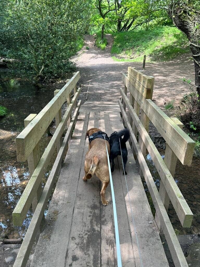 Babbling Brook