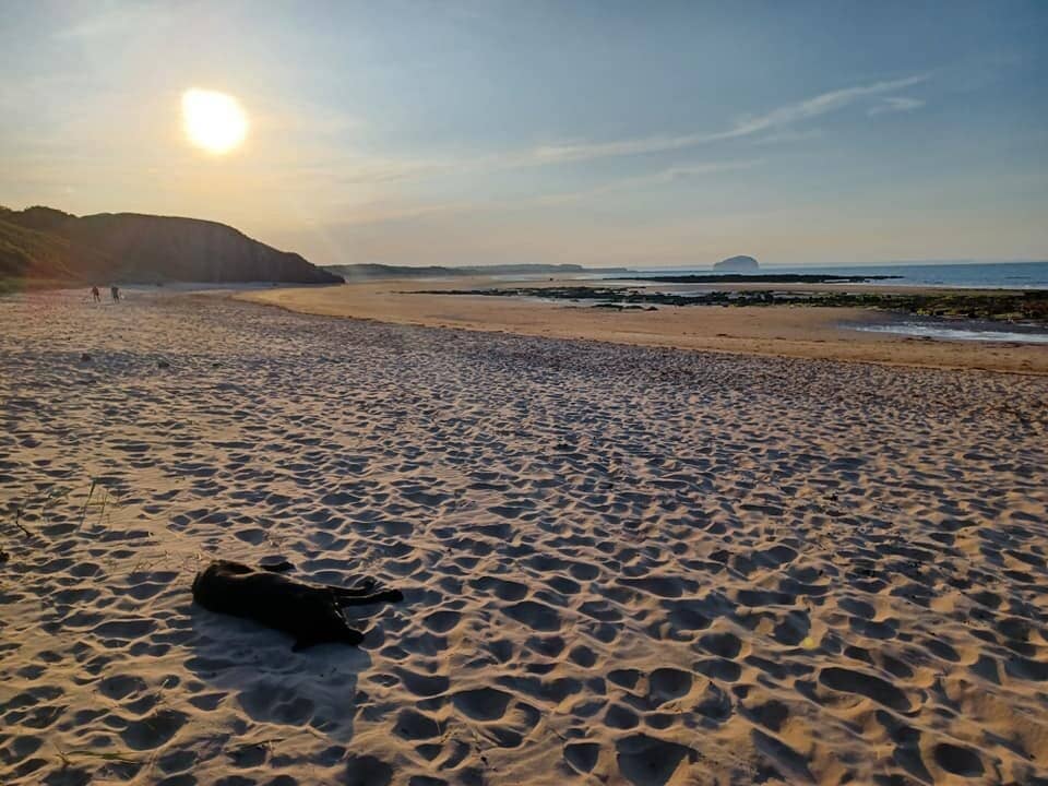 Gannet Feeding Frenzy