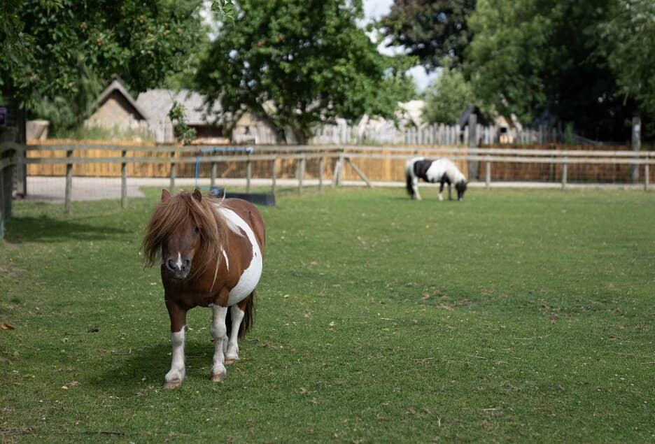 Jorvik Viking Village